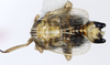 Habitus, dorsal view on Dicranotropis (Dicranotropis) hamata (Boheman, 1847): (Observation).