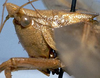 CollectionObject 1531692; b02faba3-dbf7-4e7b-a9a2-20fdb3179414: head and pronotum, lateral view (syntype of Pyrgocorypha affinis). (CollectionObject).
