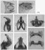 Melanoplus sylvestris Morse, 1904: male genitalia. (Otu).
