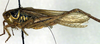 female, lateral view (holotype of Locusta diluta). Depicts Roeseliana roeselii (Hagenbach, 1822), an Otu.