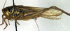 Roeseliana roeselii (Hagenbach, 1822): female, lateral view (holotype of Locusta diluta). (Otu).