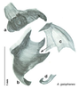 CollectionObject 1567101; 64efe02f-6109-4d75-a8b3-31cfe2b6aa5c: Original drawing by Heidi Hopkins © Heidi Hopkins. Holotype, adult male, genitalia, ventral view. (CollectionObject).
