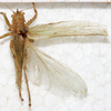 CollectionObject 1531627; 7f91883d-5c6a-473a-8ec2-8d3260466103: female, dorsal view (holotype). (CollectionObject).