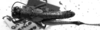 CollectionObject 1575535; 4c91dff4-63d0-433c-9df6-3b320287f1b7, DORSA D006AM01: male, dorsal view (syntype). (CollectionObject).