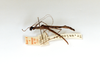 CollectionObject 1562280; 069ec325-e74c-45af-9aac-9e6df783d439: copyright ETHZ, Zurich. male, lateral view (syntype). (CollectionObject).;CollectionObject 1562281; 2e8ff5d6-4808-47a3-82c9-ab331979b478: copyright ETHZ, Zurich. male, lateral view (syntype). (CollectionObject).