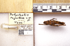 CollectionObject 1499291; edb45c71-d37c-433c-9649-cc16188ed88e: Male, dorsal view, labels, scale (holotype). (CollectionObject).