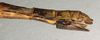CollectionObject 1560613; 7bafb07f-13f5-400e-b9aa-62a7e0b89197: copyright NMW, Vienna. female: end of abdomen, lateral view (syntype). (CollectionObject).;CollectionObject 1560614; c907d110-1ce9-4b11-8ff1-126d7de763f9: copyright NMW, Vienna. female: end of abdomen, lateral view (syntype). (CollectionObject).