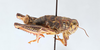 CollectionObject 2870547; CNCI 1013691, 0c1025a6-f722-44ba-a517-eb13cce5c912: Bradynotes obesa. (CollectionObject).