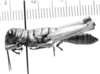 CollectionObject 1526824; 31472076-547c-427c-95ef-5b9bac53a247: male, lateral view. (CollectionObject).