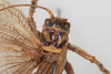 CollectionObject 2377037; 99ff1e1a-7b4d-4531-87d6-182d9fd02821: male, dorsal view (syntype). (CollectionObject).