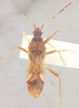 Prosomoeus terminalis (Uhler, 1896) now Prosomoeus brunneus Scott, 1874: Ligyrocoris terminalis HOLOTYPE (NMNH) - (CC BY-NC 3.0) - Photo by Pablo M. Dellapé with permission from the National Museum of Natural History (NMNH), Smithsonian Institution, Washington, D.C. (Otu).