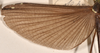 CollectionObject 1562045; 592d3df5-fd94-4c8b-ab1b-869655b64f3c: copyright OUMNH. male wings of synonym Necroscia esepus (holotype). (CollectionObject).