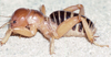 CollectionObject 2783547; 4366dc0b-a443-46d9-86f1-4a715a57046f, CAS Entomology type 20168: Holotype male. (CollectionObject).