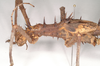 CollectionObject 1558876; NHMUK(SF IMPORT DUPLICATE) 845211, 11c58213-d53b-48a9-8373-39929aef4477: copyright Natural History Museum, London. male: head and thorax, lateral view of synonym Heteropteryx australe (lectotype). (CollectionObject).
