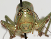 CollectionObject 1527095; d673277a-bb52-417c-a44c-58c5c2bea3e6: male face (holotype). (CollectionObject).