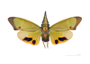 Habitus, dorsal view: !! display not done !! on Odontoptera carrenoi Signoret, 1849: Odontoptera carrenoi MHNT. “RK4,5 route Cacao”, French Guiana. (Observation).