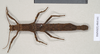 CollectionObject 1558174; 885f99da-0af1-45d6-8d45-4240f681d5ab: copyright Natural History Museum, London. female (holotype). (CollectionObject).