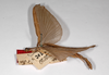 CollectionObject 1560319; badd2630-f1c6-420d-94ff-77ab12adcf7a: copyright ZMHB, Berlin. female of synonym Necroscia frontalis, lateral view (paralectotype). (CollectionObject).