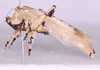 CollectionObject 1544657; 857b6e6f-521f-4a1f-96d0-335f37bfeba1: male, lateral view (holotype). (CollectionObject).