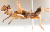 Euschmidtia shinyangana Descamps, 1964: male, lateral view. (Otu).