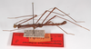 CollectionObject 1563582; 319f5be7-f2e3-43af-8b9e-dc9abd87f05d: copyright ZMB, Berlin. male, lateral view (paratype). (CollectionObject).;CollectionObject 1563583; 29e3fc68-5ba3-459e-8d94-8a556d00c7a8: copyright ZMB, Berlin. male, lateral view (paratype). (CollectionObject).