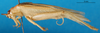 CollectionObject 1501929; 09ae79e5-5bc1-46f4-80c2-4a76431d8b14: male, lateral view. (CollectionObject).