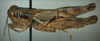 Melanoplus artemisiae Scudder, 1897: (Otu).