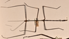 CollectionObject 1561203; 7cca35c6-6cb3-4dbb-8ae0-057bcbb32f0c: copyright OUMNH. male of Bacteria virgea (holotype). (CollectionObject).