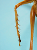 CollectionObject 1542790; 45c5b3ec-018e-4b4a-9822-ba3a9b09fac1: male, left tibia of the midleg dorsal view (holotype of Cerberodon cuiabensis). (CollectionObject).