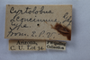 Other: !! display not done !! on Ashmeadea concinna (Goding, 1893): (Observation).