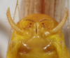 CollectionObject 1591836; bbe9770f-f5d7-4665-abef-072b32575207: male abdomen tip, ventral view. (CollectionObject).