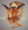 Head: (Observation).