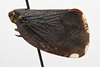Habitus, lateral view: (Observation).