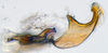 Aedeagus, lateral view: !! display not done !! on N. Gen. PH2 n. sp. 1: Paraboloponina Ishihara, 1953: (Observation).