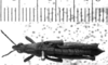 CollectionObject 1541629; 3e28ec12-9e54-458f-ae98-f353b420ac93: Image, Carbonell, C.S. male, dorsal view (paralectotype). (CollectionObject).
