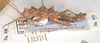 CollectionObject 1558300; 3f27b43c-2ffb-45d4-b6ae-9ddb7caa2234: copyright UMO. female Acanthoderus ulula juv., lateral view (holotype). (CollectionObject).