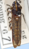 Habitus, dorsal view: !! display not done !! on Phera obtusifrons Fowler, 1899: male: Phera obtusifrons, Costa Rica, OSU. (Observation).