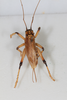 CollectionObject 1505573; d6cf464d-97e0-4b8e-81a9-007331000598: Female, dorsal view (syntype). (CollectionObject).