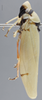Habitus, lateral view on Apulia excelsa Distant, 1908: Lateral. (Observation).