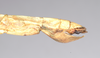 CollectionObject 1559544; NHMUK(SF IMPORT DUPLICATE) 844765, 1838d0fb-ec8e-40a8-a421-19c94646a90b: copyright Natural History Museum, London. female: end of abdomen, lateral view (holotype). (CollectionObject).