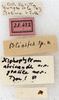 CollectionObject 1531857; NMW 25432, 85635786-1f11-4b5e-8cf8-2ef3f455263a: labels (holotype). (CollectionObject).