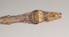 CollectionObject 1559498; NHMUK(SF IMPORT DUPLICATE) 844642, a9dbb676-98a6-42f3-b554-fd16bcfa4c1d: copyright Natural History Museum, London. male: end of abdomen, ventral view (holotype). (CollectionObject).