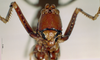 CollectionObject 1537782; NNM 3225789, 44e53737-8458-4fcf-9ea8-ff803b6da8a6: female, frontal view. (CollectionObject).