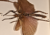 CollectionObject 1559036; 92332c02-2538-46cb-acad-2b4590140adc: copyright OUMNH. male, lateral view of synonym Phasma (Eurycantha) graciosa (holotype). (CollectionObject).
