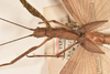 CollectionObject 1561316; b414e1dc-8993-42e9-9cb7-4610bec32019: copyright OUMNH. female: head & thorax, dorsal view of synonym Metriotes dictys (holotype). (CollectionObject).