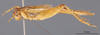 CollectionObject 2804074; FCE- GY 69, occurrenceID:- GY 69, a96c1629-1a7a-4e57-8eff-6d0d8bdc52e8: URUGUAY-Tacuarembó, Tacuarembó Chico, 25-I-1960 C.S.Carbonell. Male, lateral habitus. Facultad de Ciencias - UDELAR (FCE - GY 069). (CollectionObject).