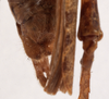 CollectionObject 1534517; ddce5745-606c-4dff-8207-20d30dc2e661: male cerci (holotype). (CollectionObject).