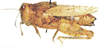 Batrachornis peringueyi Saussure, 1888: female, lateral view. (Otu).