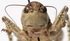 CollectionObject 1527098; efa9305f-2f9d-4000-809d-0ced1abfdcce: male face (holotype). (CollectionObject).