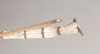 CollectionObject 1557900; NHMUK(SF IMPORT DUPLICATE) 844867, 13638891-8274-486e-bc7c-104307b25cb8: copyright Natural History Museum, London. male: end of abdomen, dorsal view (holotype). (CollectionObject).